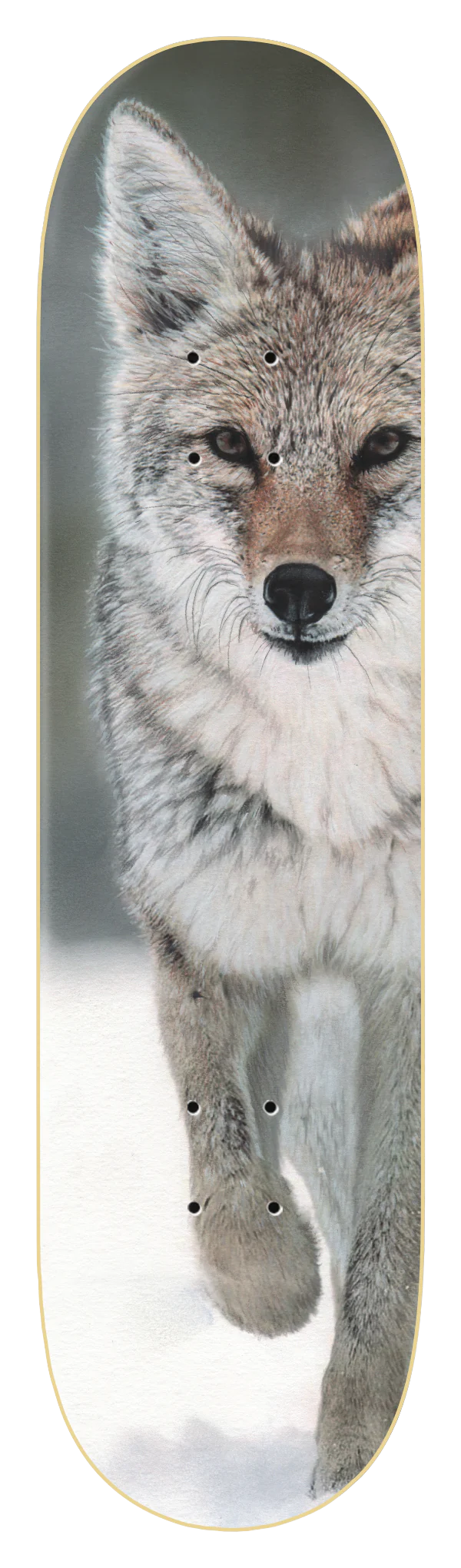 ZERO COYOTE LTD. SKATEBOARD DECK